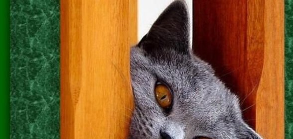 Котлета, фаршированная грибами