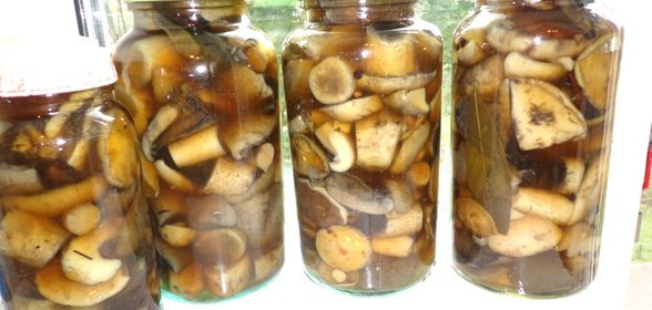 Маринованные грибы