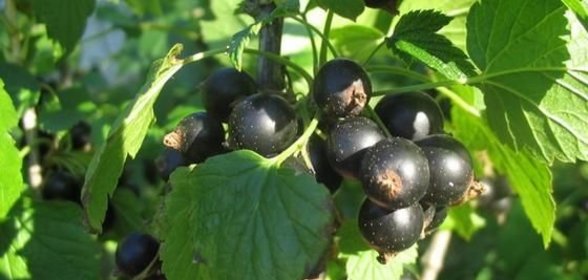 Салат из филе цыпленка со свежими грибами и сыром