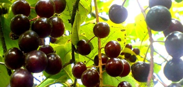 Варенье из перекрученной черемухи