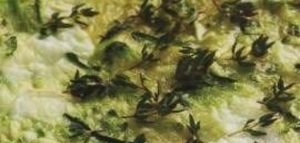 Бутерброды с сыром