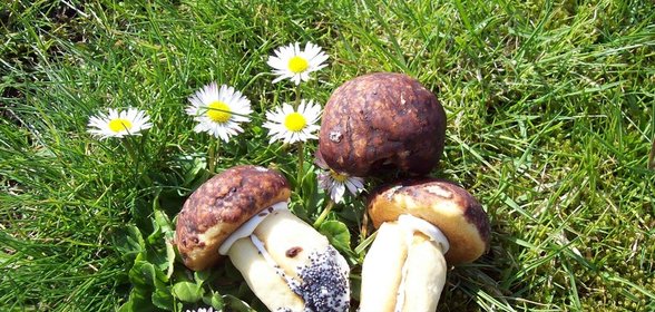 Печенье Подберёзовики