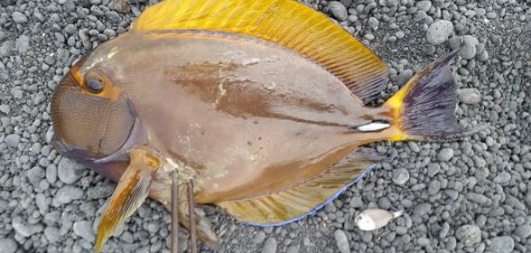 Рыба с Коралового Рифа на Гриле