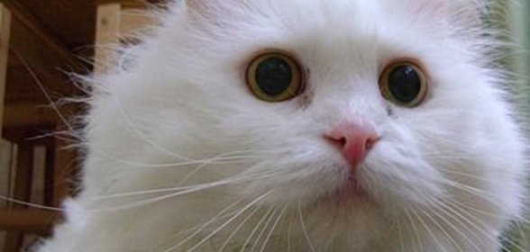 Закуска из овощей