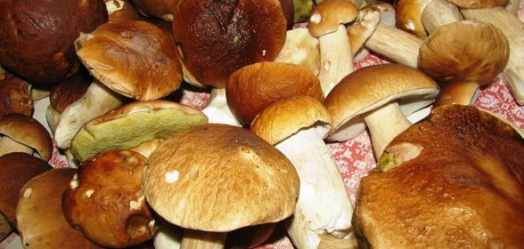 Нежный паштет из курицы с лесными грибами