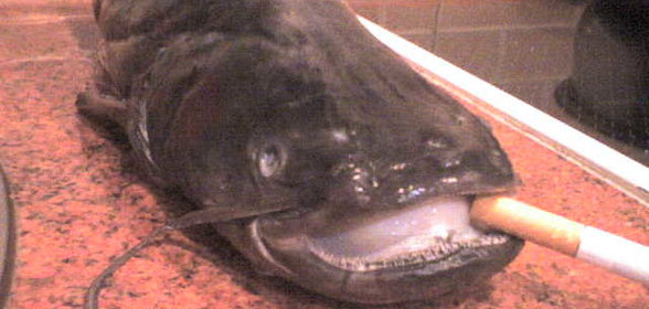 1-й способ как заставить Сома бросить курить)))))