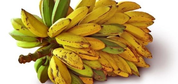 Мясные рулеты