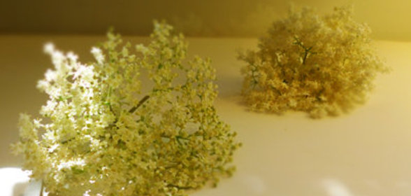 ШВЕДСКОЕ ЛЕТО 4: Сафт из цветов черной бузины