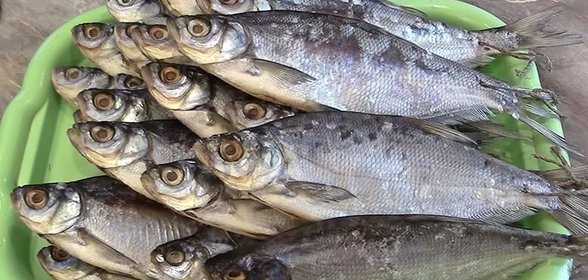 Сухая засолка рыбы на зиму