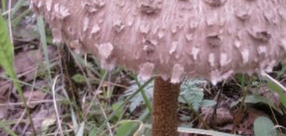 Соус терновый