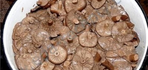 Горькушки соленые