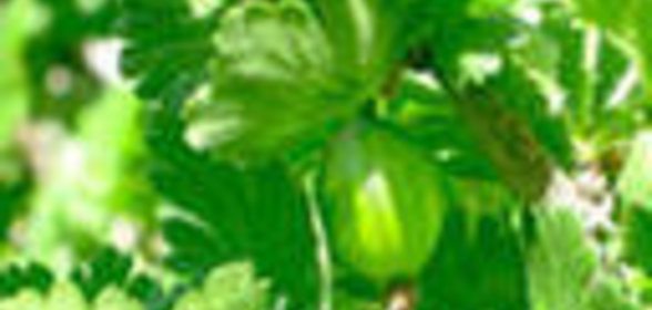 Царское варенье из крыжовника