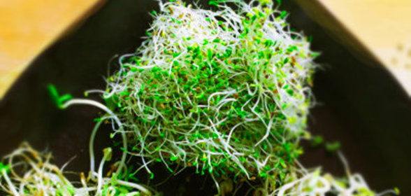 Цыпленок с помидорами по-испански