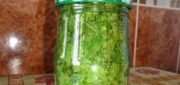 Кинза на зиму