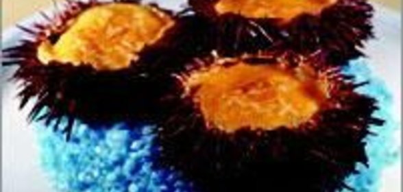 Жюльен из морского ежа