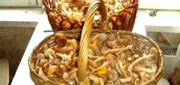 Грибы. Заготовка. Полуфабрикат