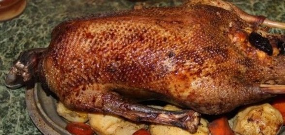 Гусь рождественский