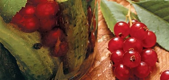 Маринованные огурцы с красной смородиной на зиму без стерилизации