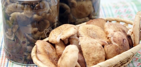 Маринованные опята на зиму