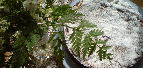 Польский яблочный пирог Jablecznik