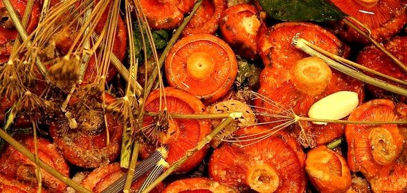 Соленые рыжики