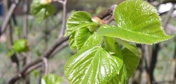 Сок шиповника с медом (заготовка на зиму)