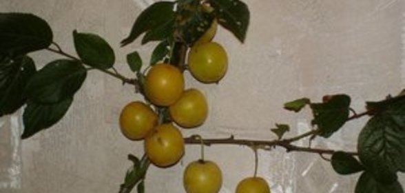 Соус Ткемали