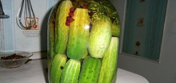 огурцы маринованные с красной смородиной