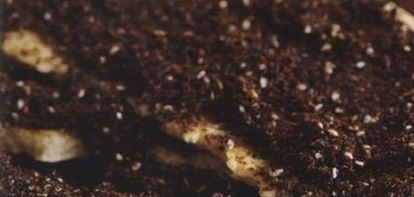 Винегрет с квашеной капустой