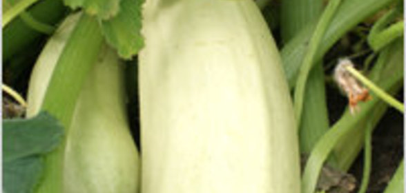 Кабачок нежный