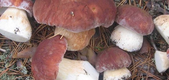 Рагу ассорти грибное