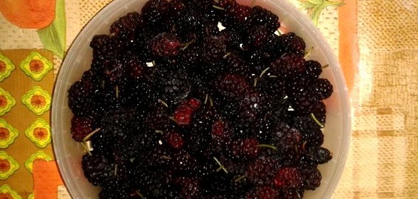 Замороженная шелковица