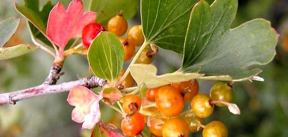 Варенье из смородины золотистой