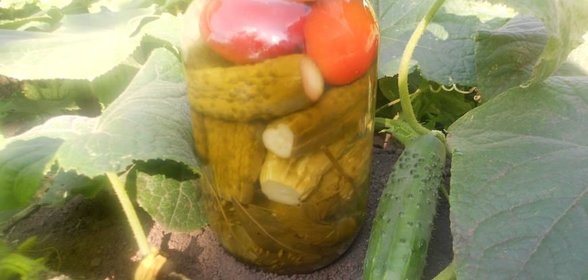 Маринованные огурцы