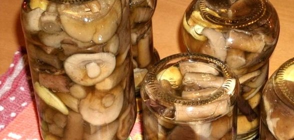 Подберезовики на зиму