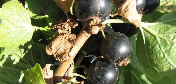 Яичный рулет