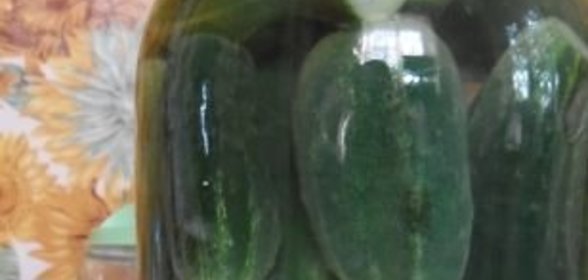 Суточные малосольные огурцы и кабачки