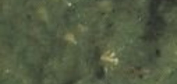 Соус сальса из желтых помидоров