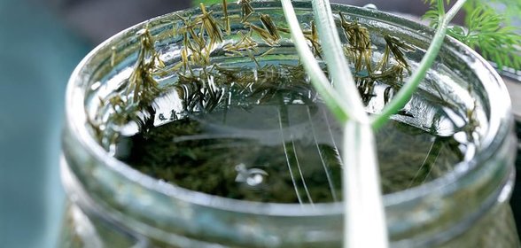 Приправа из укропа