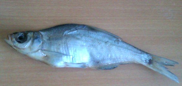 Сушёная вобла