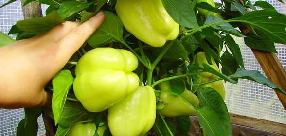 Фаршированный перец (вариант)
