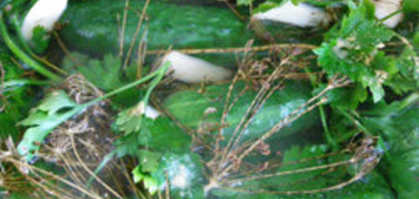 Малосольные огурцы