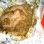 Буженина с маринованными огурчиками