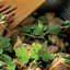 Конина с имбирем и кунжутным маслом