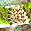 Жаркое из куриной грудки с кизилом