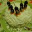Гороховая каша с зеленым луком и растительным маслом
