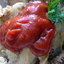 Курочка АРАБСКАЯ