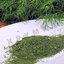 Как сушить укроп на зиму в духовке
