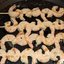 Королевские креветки