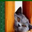 Котлета, фаршированная грибами